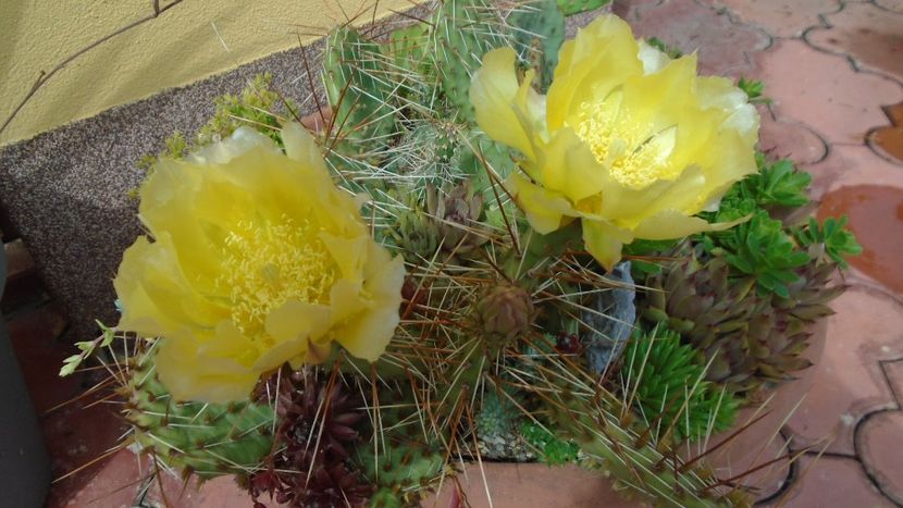 Opuntia phaeacantha - Cactusi 2021