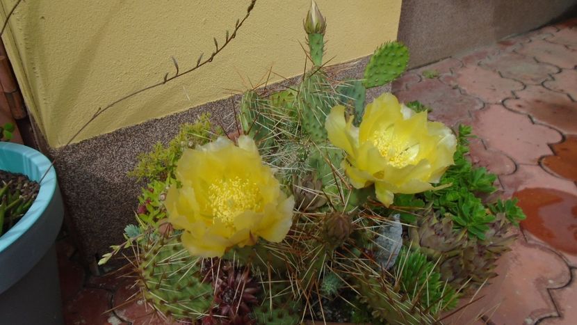Opuntia phaeacantha - Cactusi 2021