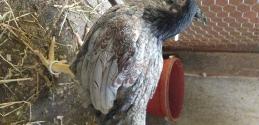  - Combatant indian talie mare