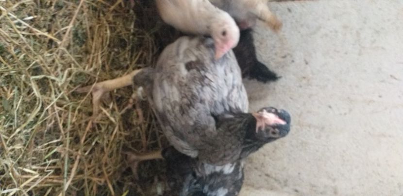  - Combatant indian talie mare