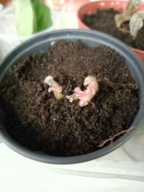 Img.2021.06.20-gloxinia Hollywood - 1 Achiziție nouă