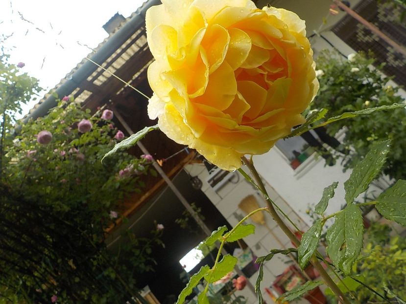  - golden celebration