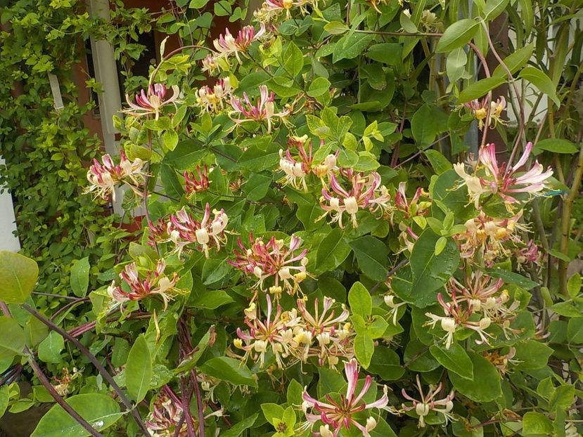  - lonicera