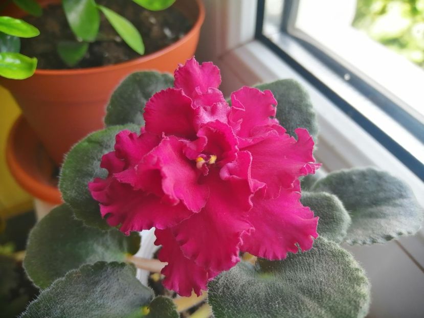  - Le Ocnnenyj Cvetok