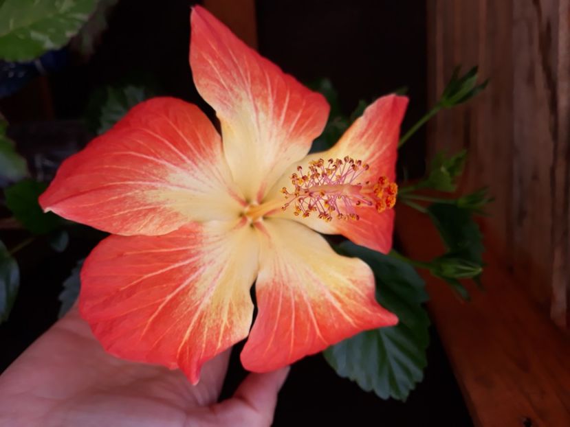  - Hibi no id bicolor