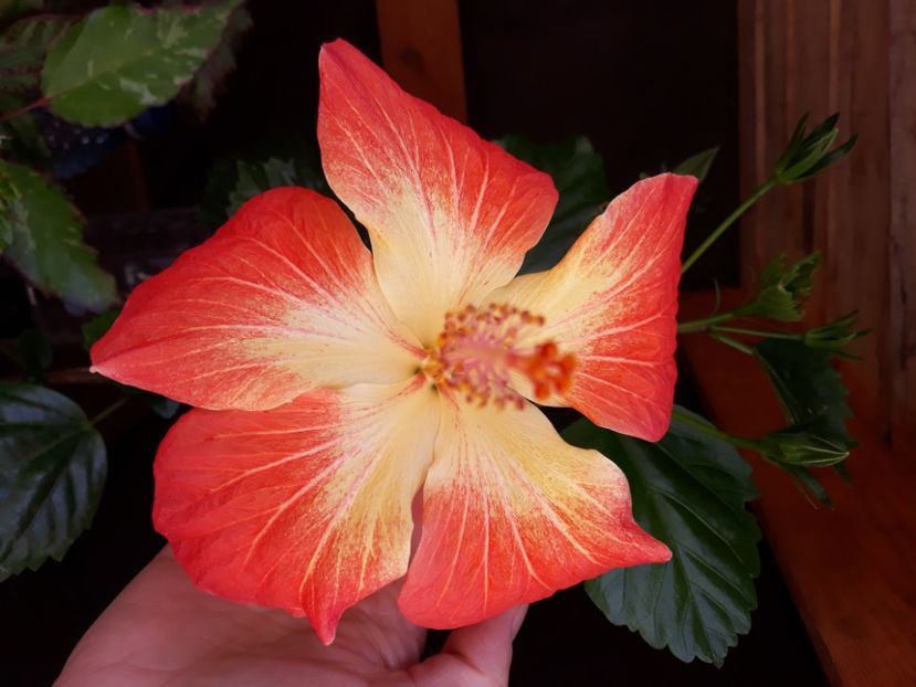  - Hibi no id bicolor