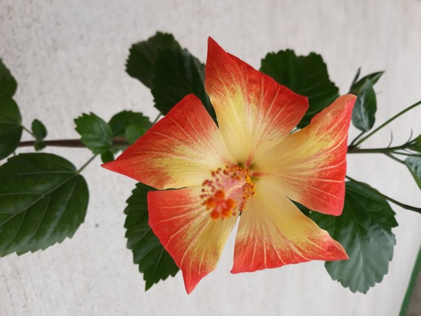  - Hibi no id bicolor