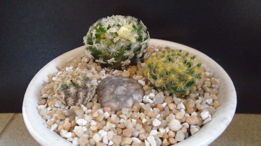 Grup de 3 Mammillaria - Cactusi 2021