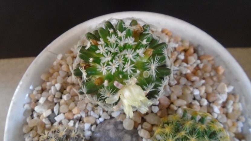 Mammillaria duwei - Cactusi 2021