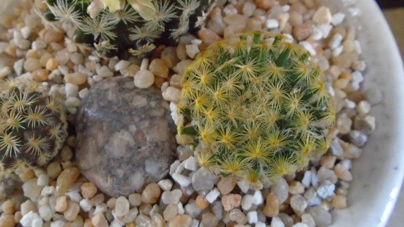 Mammillaria schiedeana - Cactusi 2021