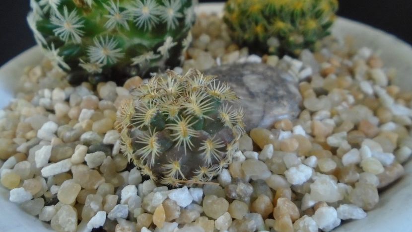 Mammillaria sp. - Cactusi 2021