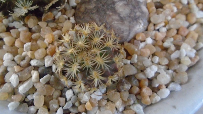 Mammillaria sp. - Cactusi 2021