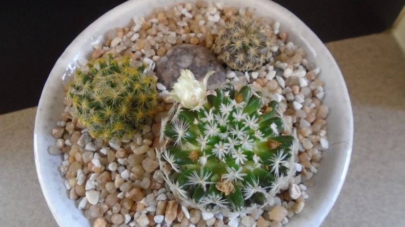 Grup de 3 Mammillaria - Cactusi 2021