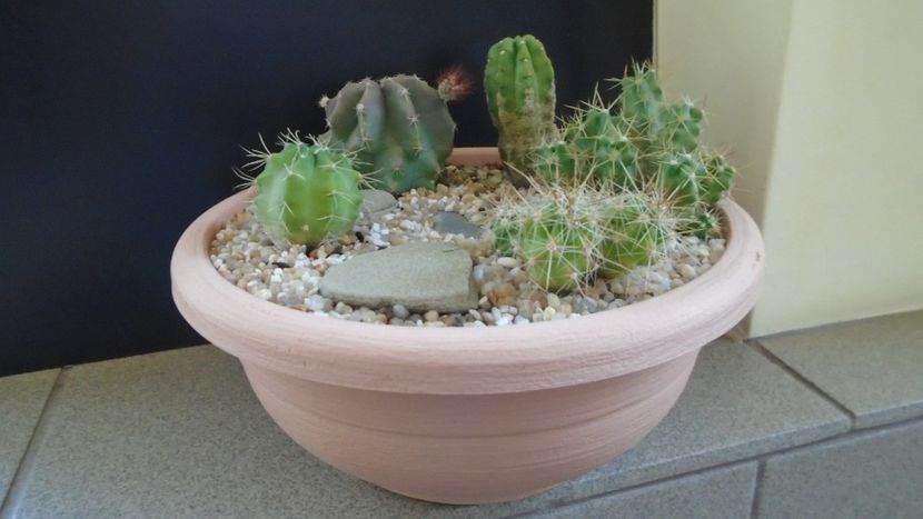 Grup de 5 Echinocereus - Cactusi 2021