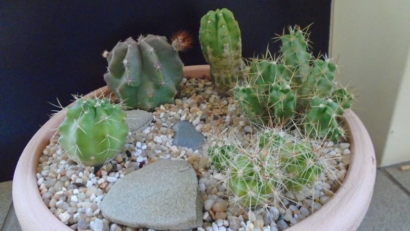 Grup de 5 Echinocereus - Cactusi 2021