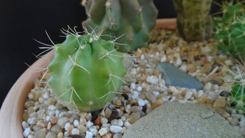 Echinocereus knippelianus (-10 C) - Cactusi 2021