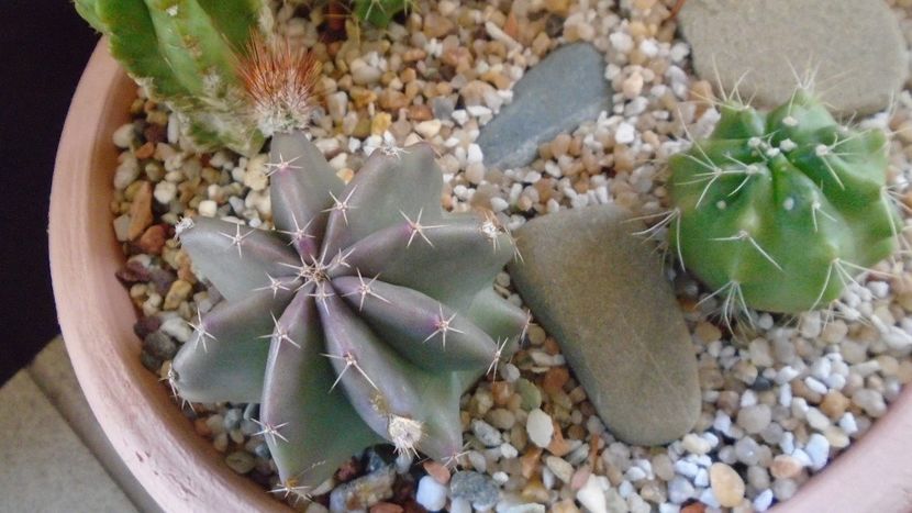 Echinocereus subinermis (-2 C) & Echinocereus knippelianus (-10 C) - Cactusi 2021