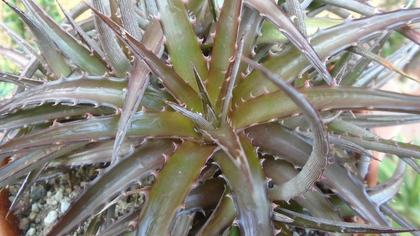 Dyckia sp. - Suculente-Agave-Yucca si Dracaena 2021
