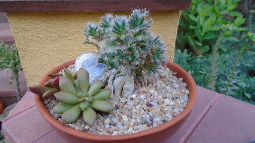 Trichodiadema densum & Anacampseros rufescens - Suculente-Agave-Yucca si Dracaena 2021
