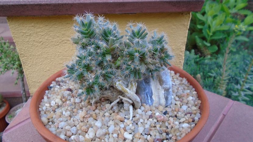 Trichodiadema densum - Suculente-Agave-Yucca si Dracaena 2021