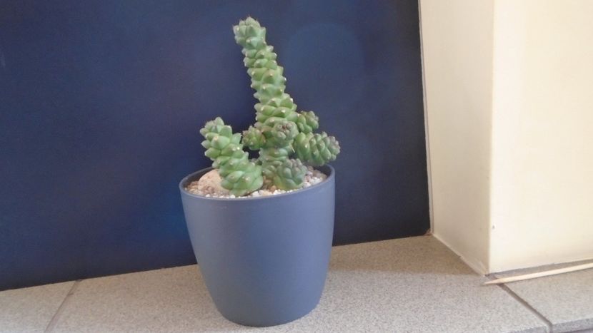 Monadenium ritchiei - Suculente-Agave-Yucca si Dracaena 2021