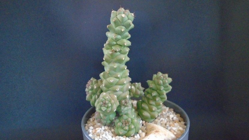 Monadenium ritchiei - Suculente-Agave-Yucca si Dracaena 2021