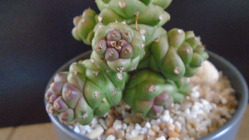 Monadenium ritchiei - Suculente-Agave-Yucca si Dracaena 2021