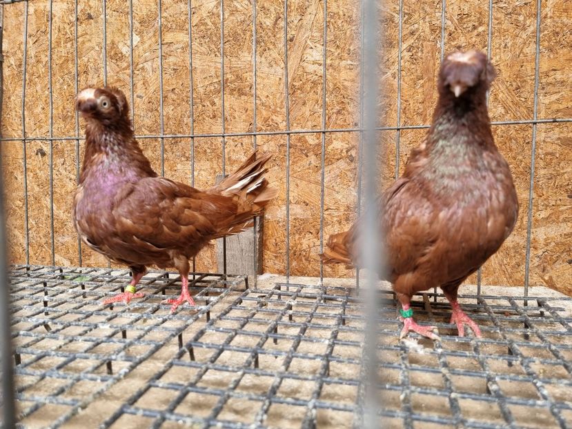  - 8-Jucatorii de Ardeal vechi