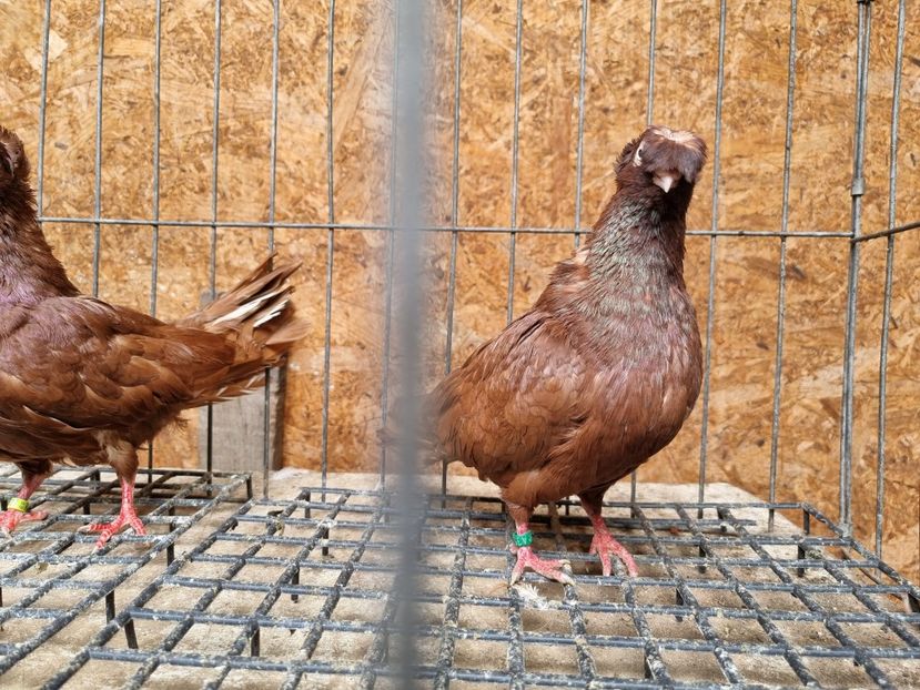  - 8-Jucatorii de Ardeal vechi