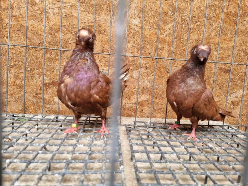  - 8-Jucatorii de Ardeal vechi