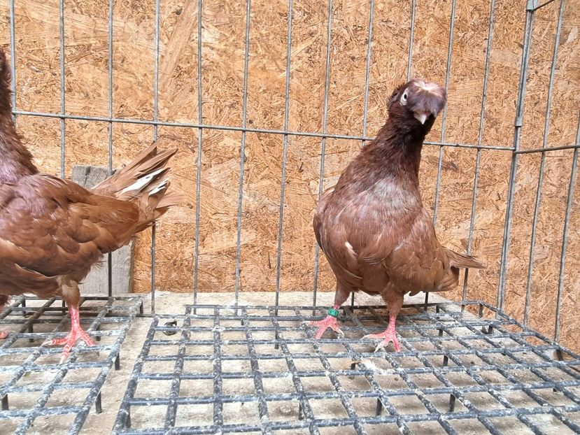  - 8-Jucatorii de Ardeal vechi