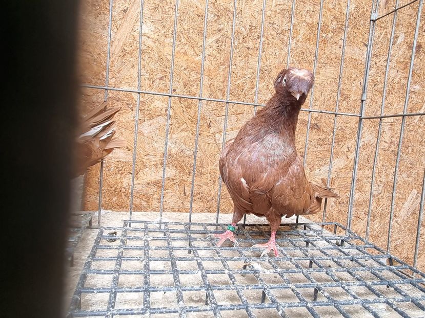  - 8-Jucatorii de Ardeal vechi