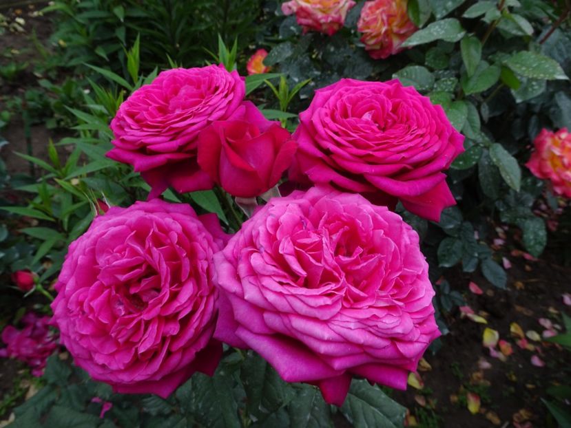  - Johann Wolfgang von Goethe