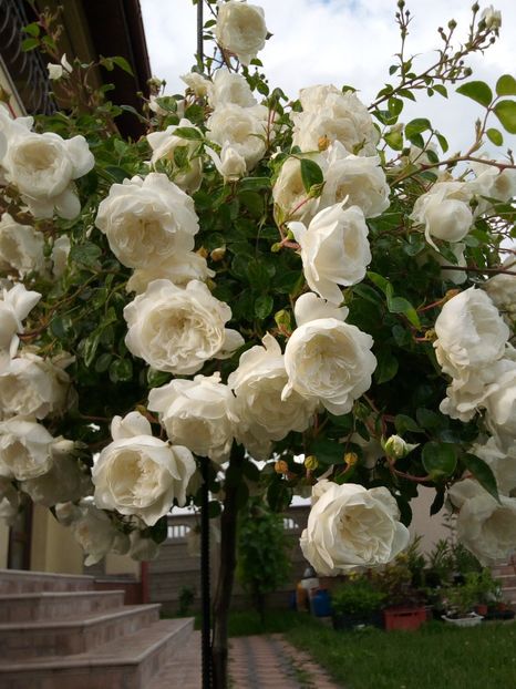  - Snow Ballet pomisor