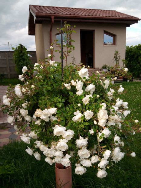  - Snow Ballet pomisor