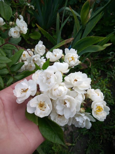  - TN alb flori mici tufa
