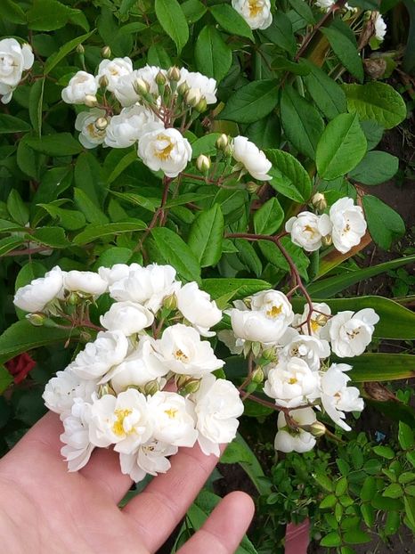  - TN alb flori mici tufa