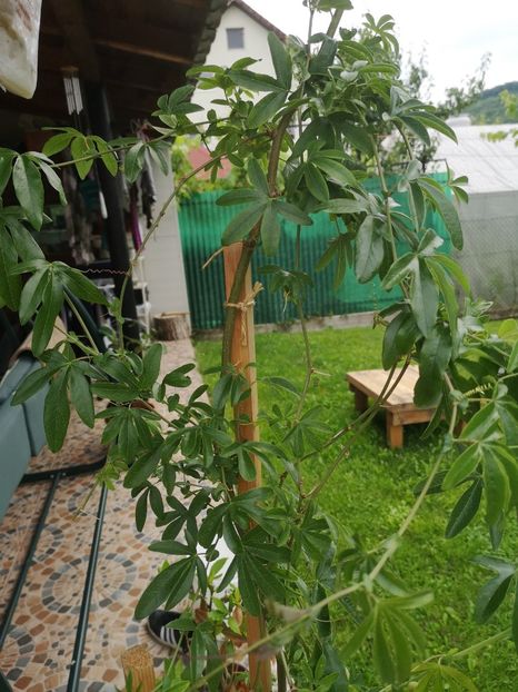 Floarea pasiunii - 2021