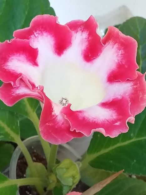 S - 18 - Gloxinii 2021