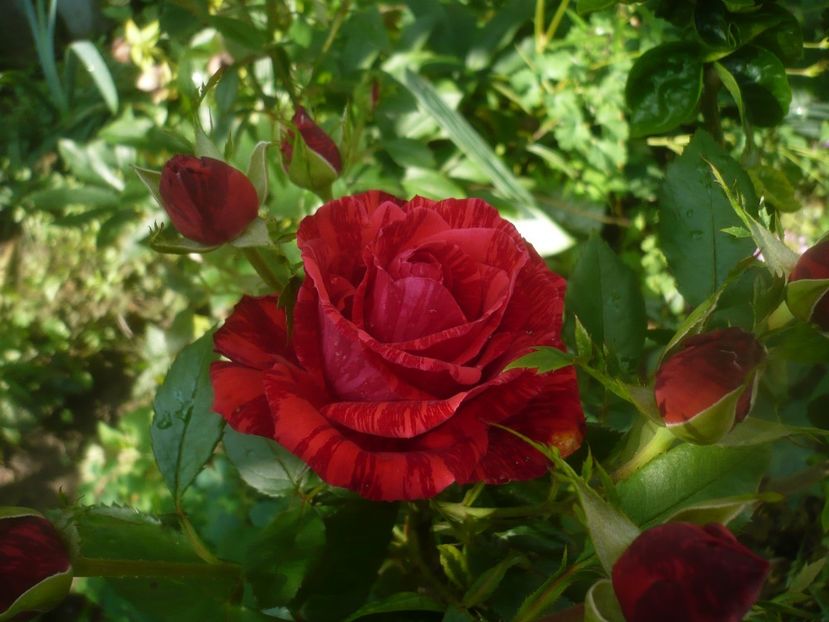 21.06.2021 - GRADINA 2021-2