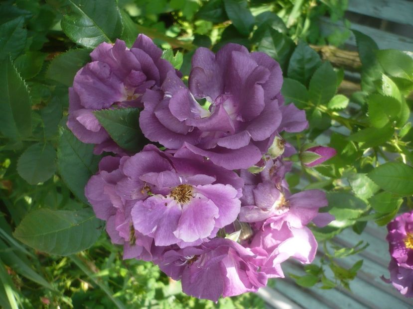 P1480686 - GRADINA 2021-2