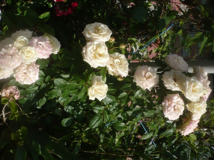 P1480687 - GRADINA 2021-2