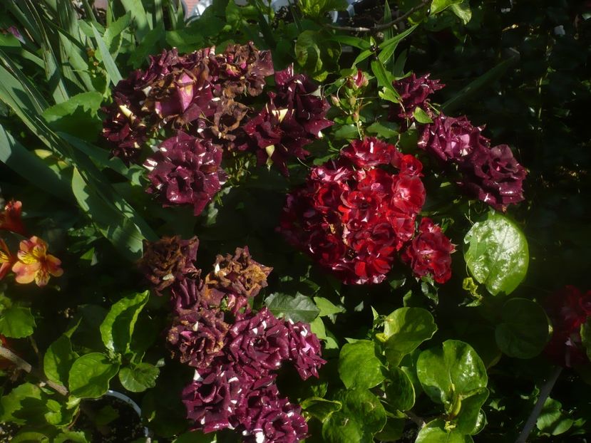 P1480688 - GRADINA 2021-2