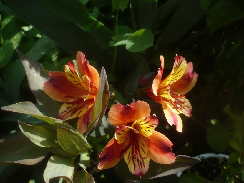 P1480689 - GRADINA 2021-2