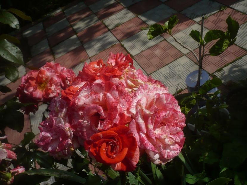 P1480690 - GRADINA 2021-2