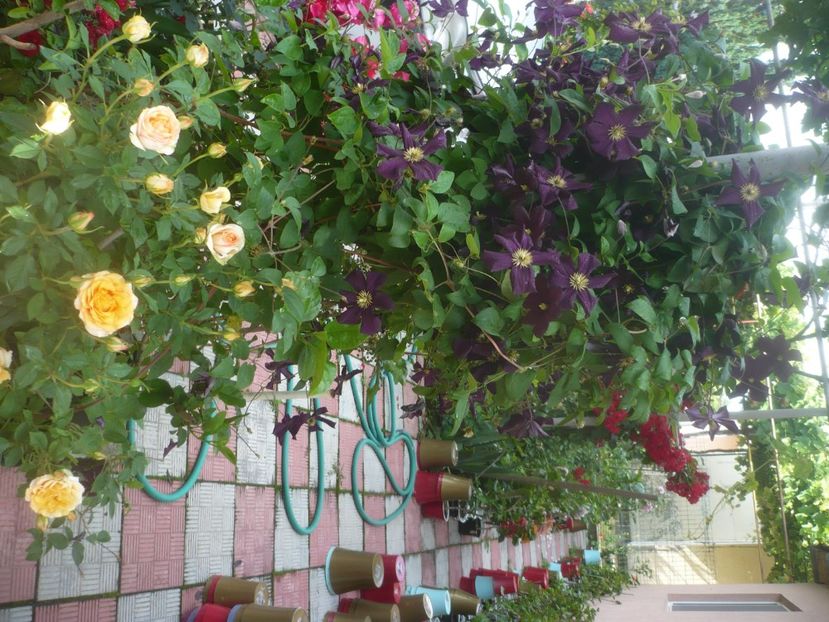 P1480693 - GRADINA 2021-2