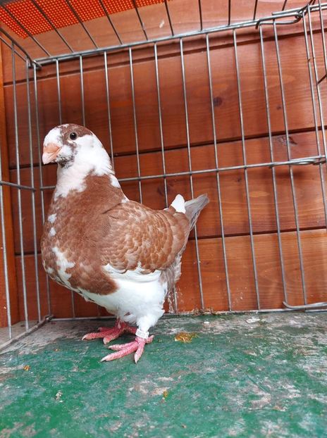 F 2021 - Tineret 2021