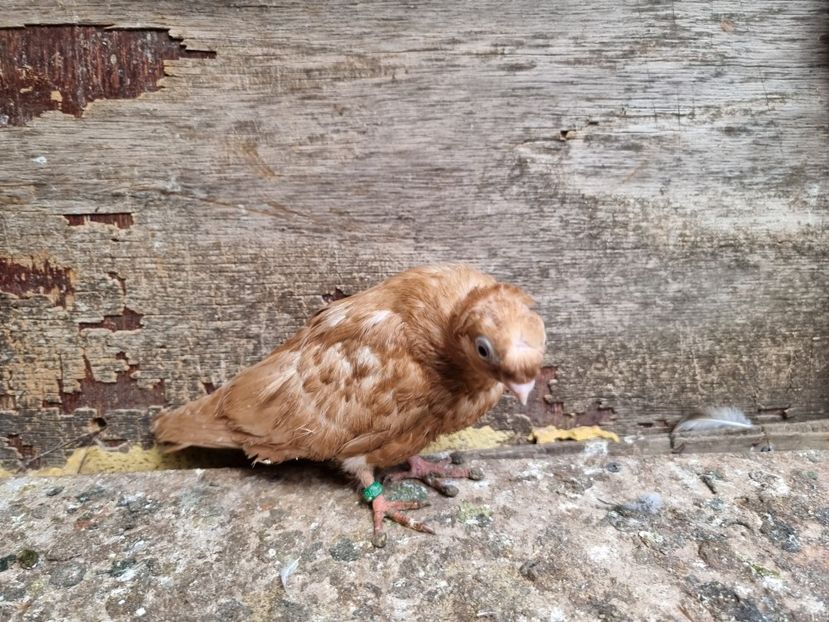  - 8-Jucatorii de Ardeal vechi