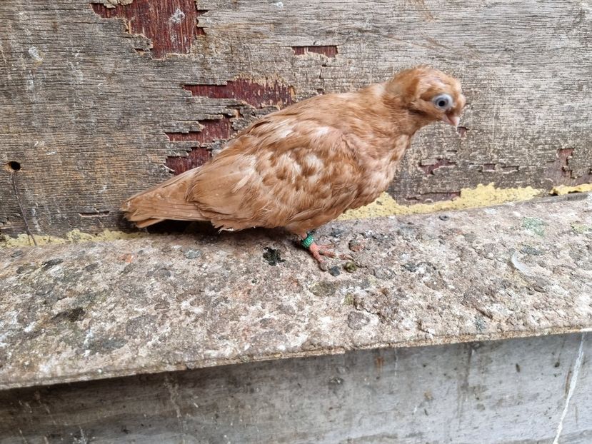  - 8-Jucatorii de Ardeal vechi