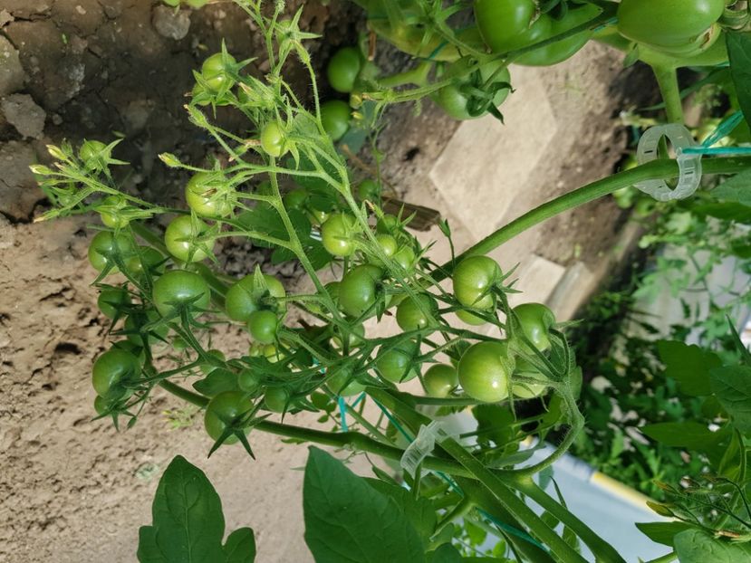 Cherry drops nedeterminată - Iunie 2021 Tomate